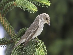 2016-01-grauschnaepper