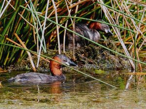 2016-01-zwergtaucher