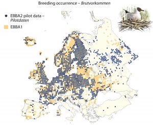 Provisional map for Black-headed Gull Larus ridibundus based on a pilot data collection for the second European Breeding Bird Atlas EBBA2. – Provisorische Karte für die Lachmöwe aufgrund einer Pilotdatensammlung für den zweiten Europäischen Brutvogelatlas EBBA2.