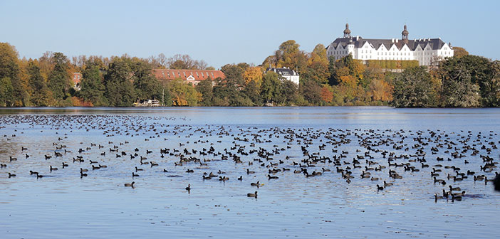Blässhühner auf dem Großen Plöner See. Foto: B. Koop